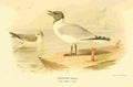 Thorburn Archibald 1885 Gull Sabines A4 Photo Print