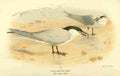 Thorburn Archibald 1885 Gull billed Tern A4 Photo Print