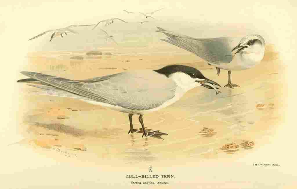 Thorburn Archibald 1885 Gull billed Tern A4 Photo Print