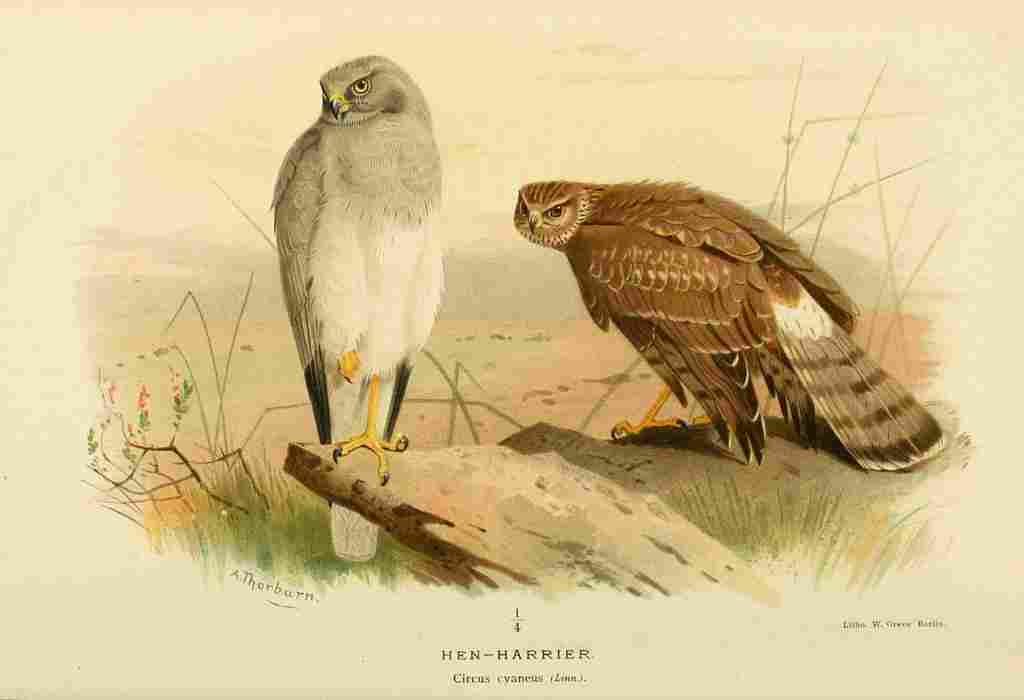 Thorburn Archibald 1885 Harrier Hen A4 Photo Print