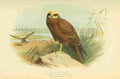 Thorburn Archibald 1885 Harrier Marsh 1st year A4 Photo Print