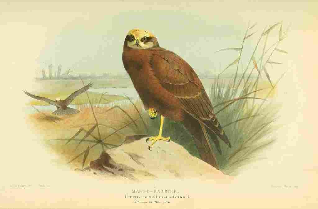 Thorburn Archibald 1885 Harrier Marsh 1st year A4 Photo Print
