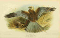 Thorburn Archibald 1885 Harrier Marsh A4 Photo Print
