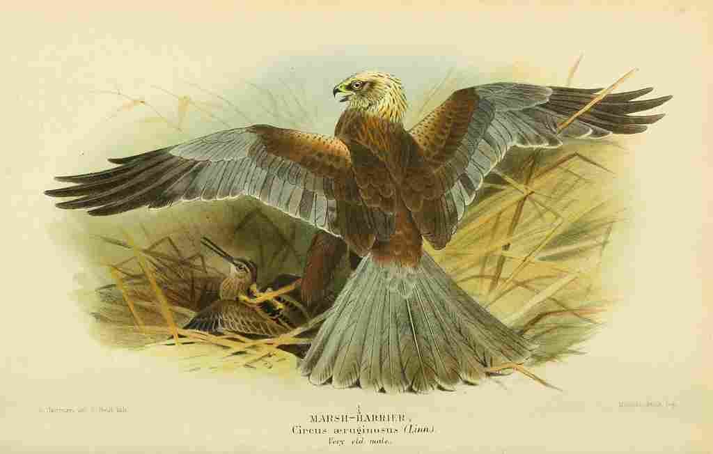 Thorburn Archibald 1885 Harrier Marsh A4 Photo Print