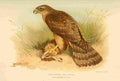 Thorburn Archibald 1885 Hawk Gos 1st year A4 Photo Print