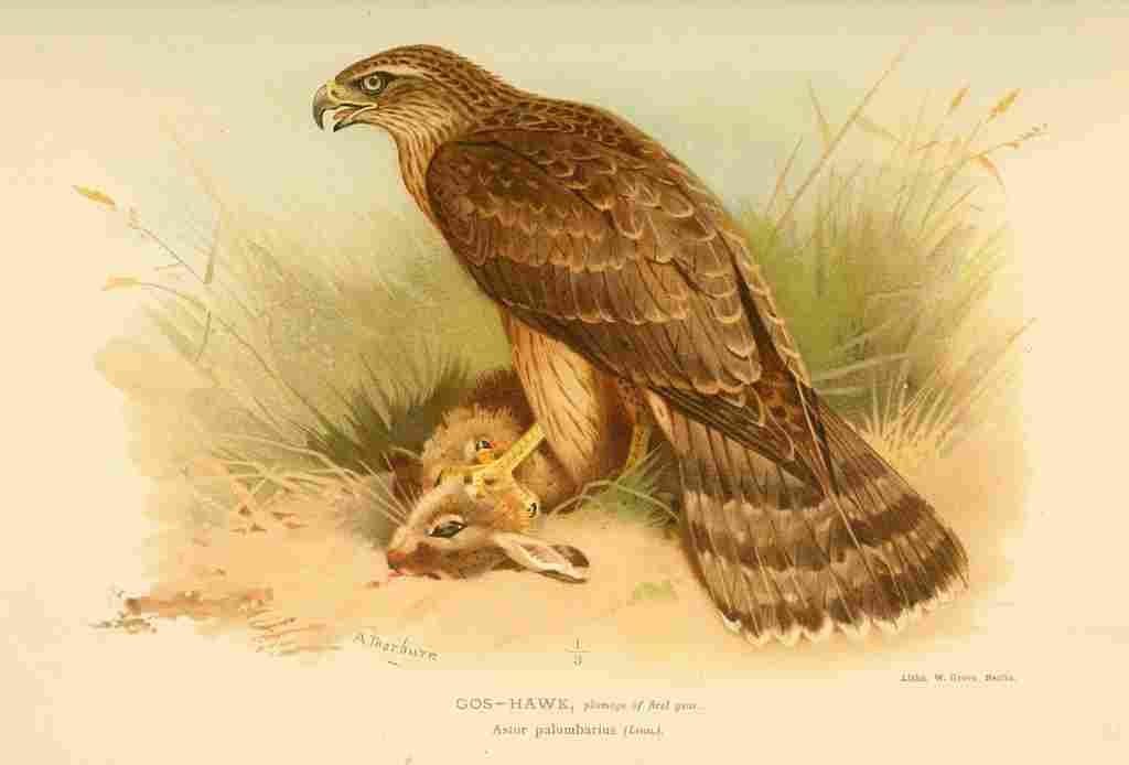 Thorburn Archibald 1885 Hawk Gos 1st year A4 Photo Print