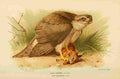 Thorburn Archibald 1885 Hawk Gos A4 Photo Print