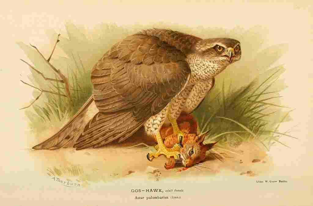 Thorburn Archibald 1885 Hawk Gos A4 Photo Print