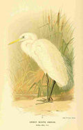 Thorburn Archibald 1885 Heron Great White A4 Photo Print