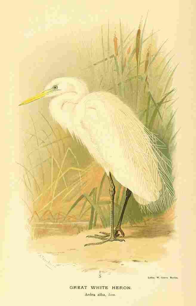 Thorburn Archibald 1885 Heron Great White A4 Photo Print