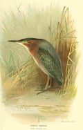 Thorburn Archibald 1885 Heron Green A4 Photo Print