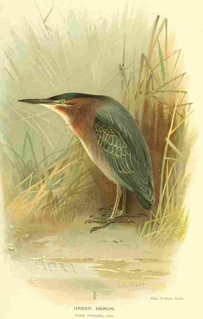 Thorburn Archibald 1885 Heron Green A4 Photo Print