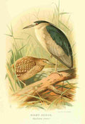 Thorburn Archibald 1885 Heron Night A4 Photo Print