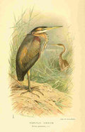 Thorburn Archibald 1885 Heron Purple A4 Photo Print