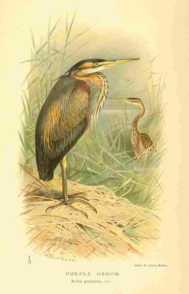 Thorburn Archibald 1885 Heron Purple A4 Photo Print