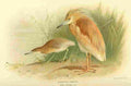 Thorburn Archibald 1885 Heron Squacco A4 Photo Print