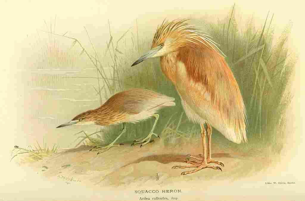 Thorburn Archibald 1885 Heron Squacco A4 Photo Print