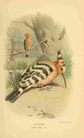 Thorburn Archibald 1885 Hoopoe A4 Photo Print