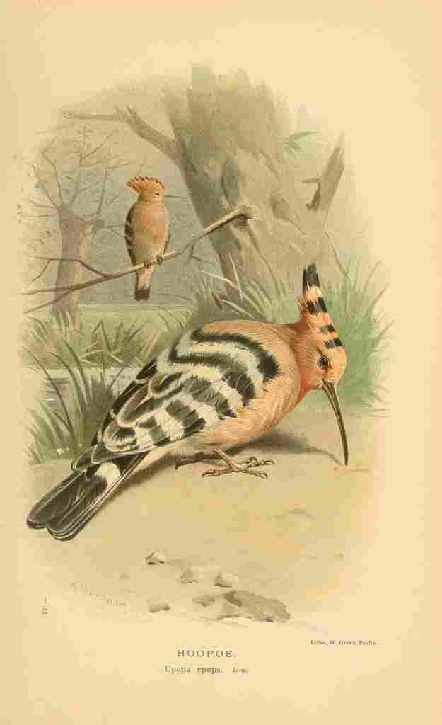 Thorburn Archibald 1885 Hoopoe A4 Photo Print