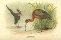 Thorburn Archibald 1885 Ibis Glossy A4 Photo Print
