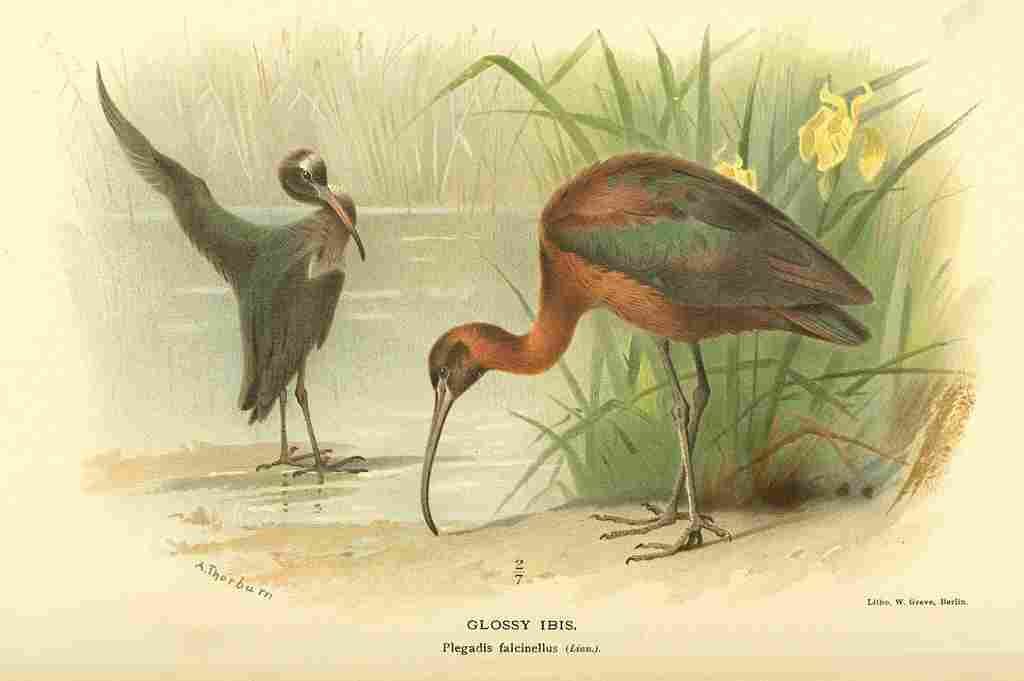 Thorburn Archibald 1885 Ibis Glossy A4 Photo Print
