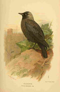 Thorburn Archibald 1885 Jackdaw A4 Photo Print