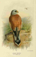 Thorburn Archibald 1885 Kestrel Lesser A4 Photo Print
