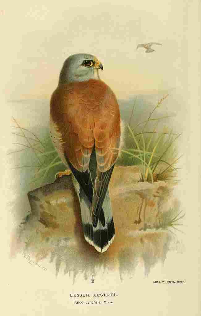 Thorburn Archibald 1885 Kestrel Lesser A4 Photo Print
