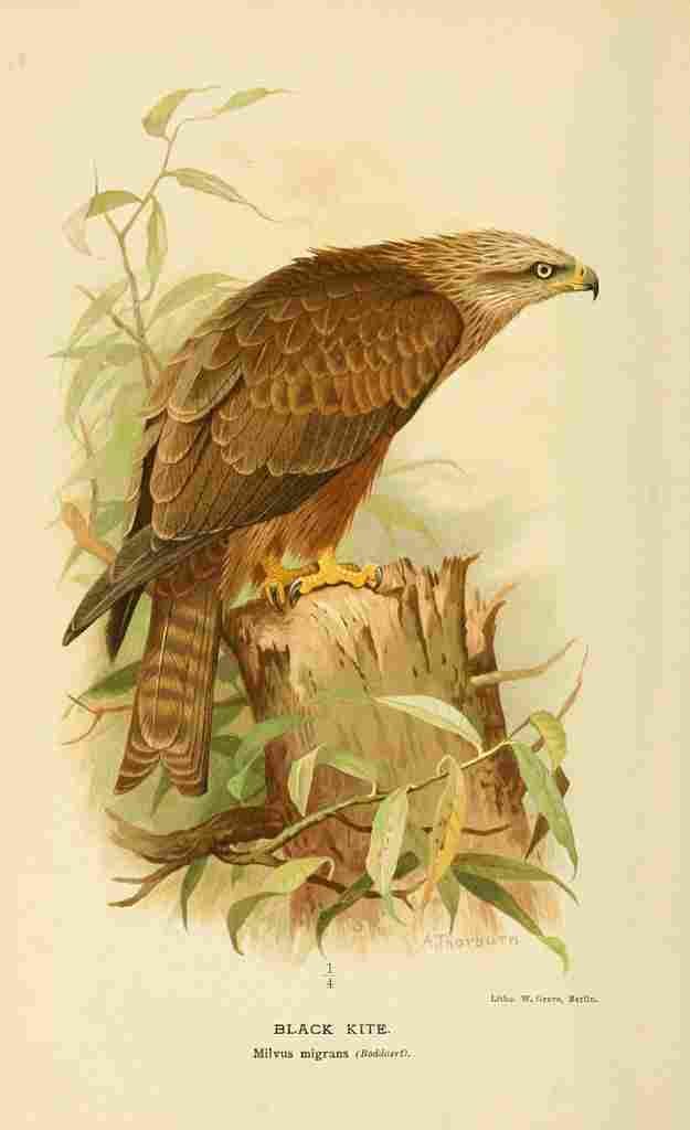 Thorburn Archibald 1885 Kite black A4 Photo Print