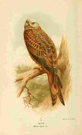 Thorburn Archibald 1885 Kite A4 Photo Print