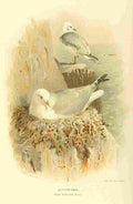 Thorburn Archibald 1885 Kittiwake A4 Photo Print
