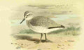 Thorburn Archibald 1885 Knot Winter A4 Photo Print