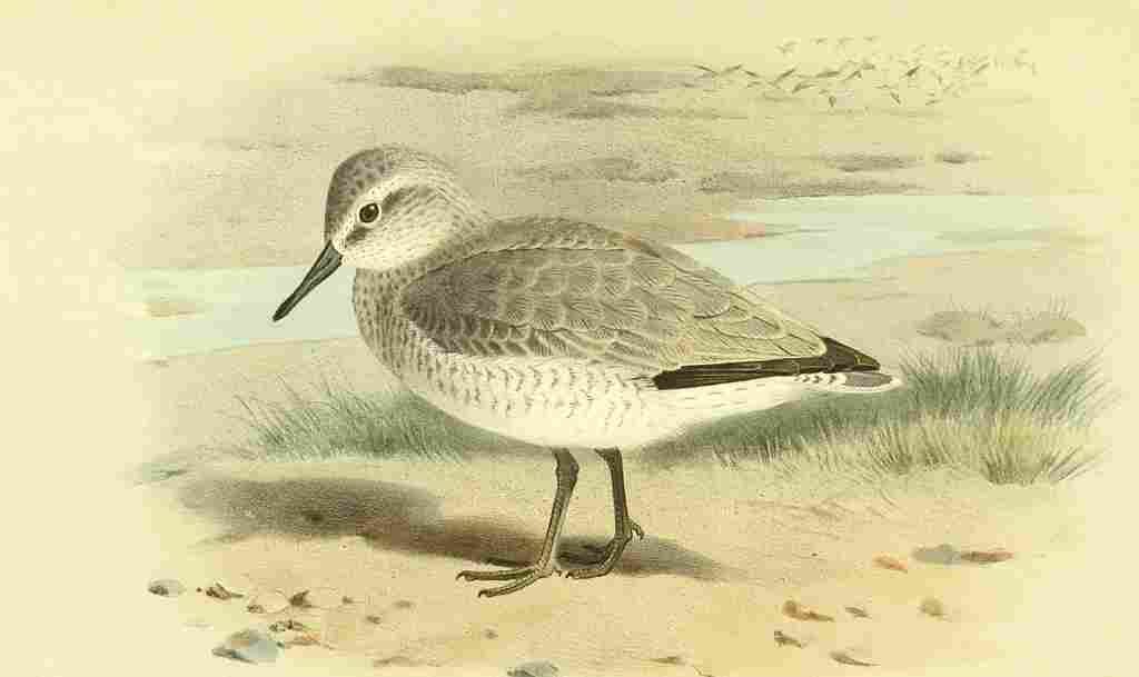 Thorburn Archibald 1885 Knot Winter A4 Photo Print