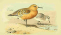 Thorburn Archibald 1885 Knot A4 Photo Print