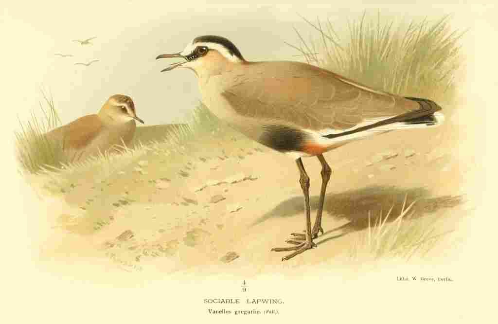 Thorburn Archibald 1885 Lapwing Sociable A4 Photo Print