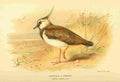 Thorburn Archibald 1885 Lapwing A4 Photo Print