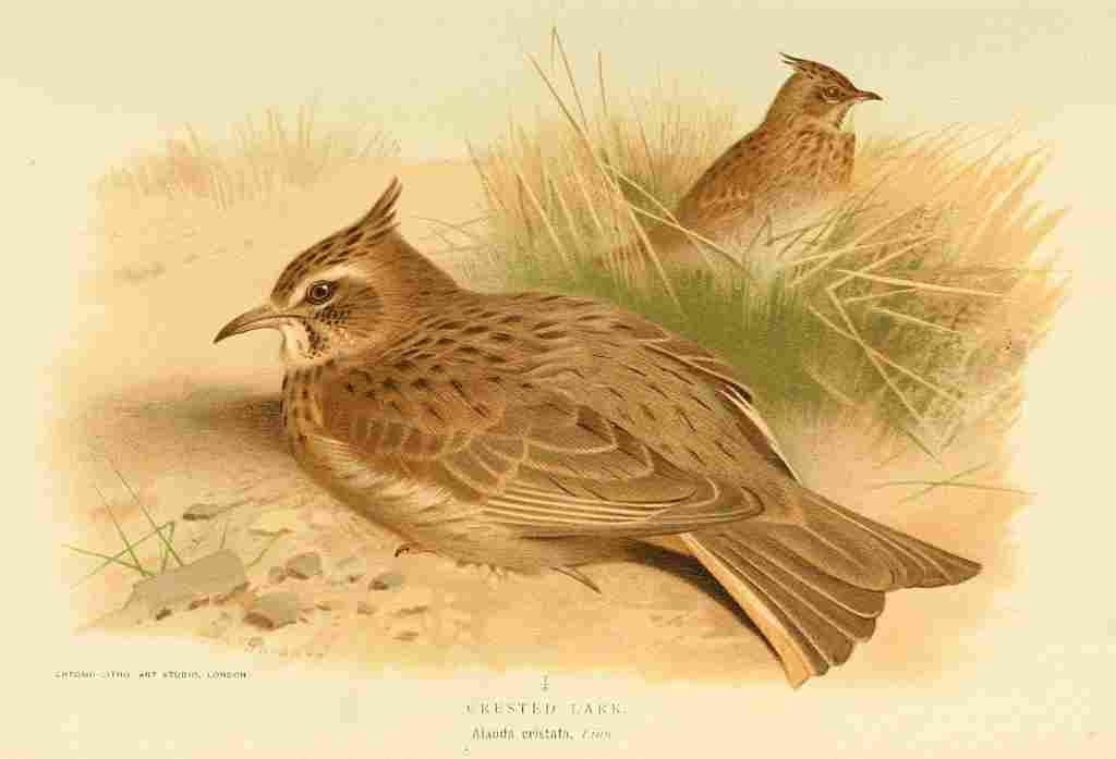 Thorburn Archibald 1885 Lark Crested A4 Photo Print