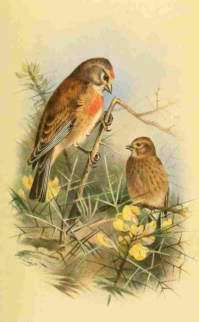 Thorburn Archibald 1885 Linnet Common A4 Photo Print