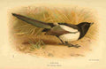 Thorburn Archibald 1885 Magpie A4 Photo Print