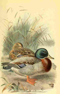 Thorburn Archibald 1885 Mallard A4 Photo Print