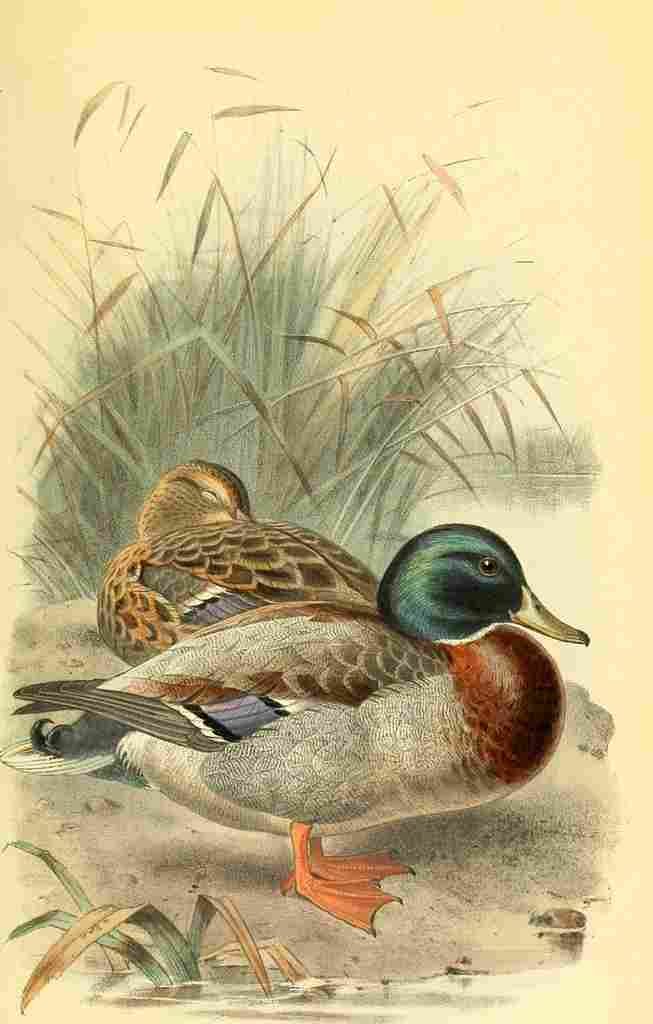Thorburn Archibald 1885 Mallard A4 Photo Print