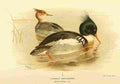 Thorburn Archibald 1885 Merganser Common A4 Photo Print