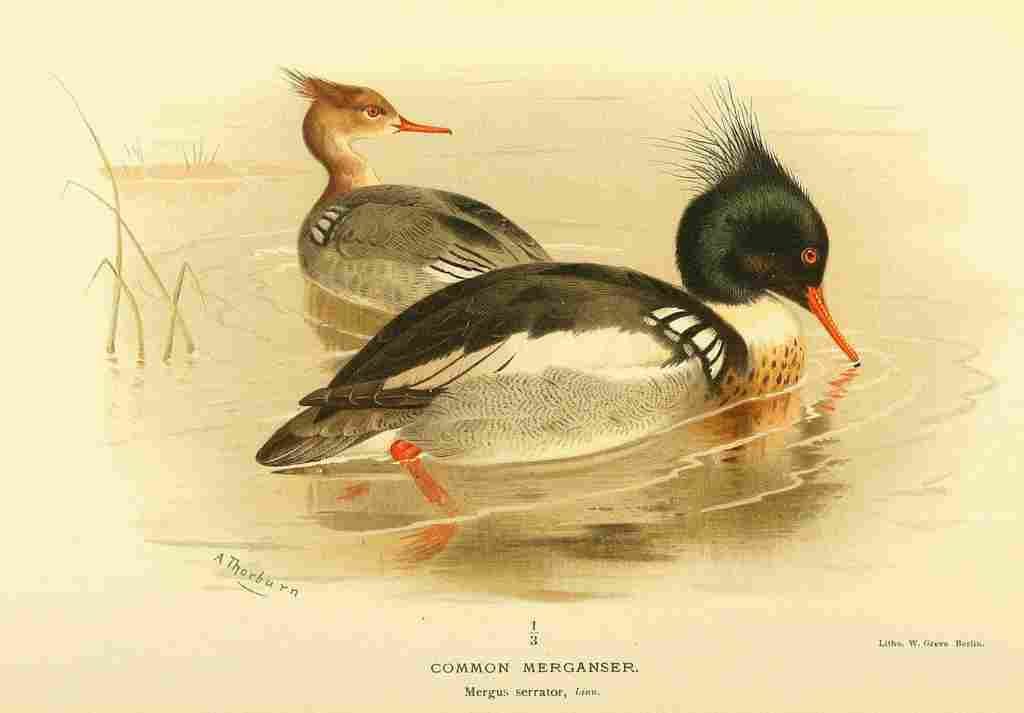 Thorburn Archibald 1885 Merganser Common A4 Photo Print