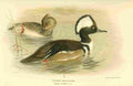 Thorburn Archibald 1885 Merganser Hooded A4 Photo Print