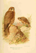 Thorburn Archibald 1885 Merlin Adult female A4 Photo Print