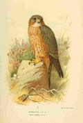 Thorburn Archibald 1885 Merlin A4 Photo Print