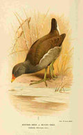 Thorburn Archibald 1885 Moorhen A4 Photo Print