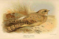 Thorburn Archibald 1885 Nightjar Isabelline A4 Photo Print