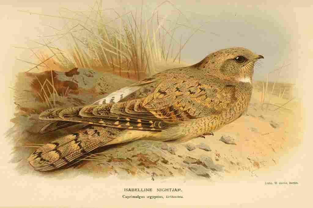 Thorburn Archibald 1885 Nightjar Isabelline A4 Photo Print
