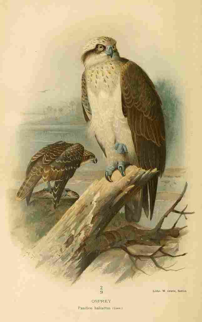 Thorburn Archibald 1885 Osprey A4 Photo Print